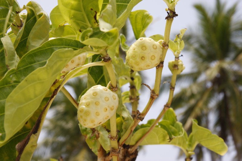 Nani Fruit