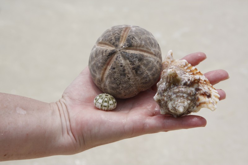 Beach Treasures