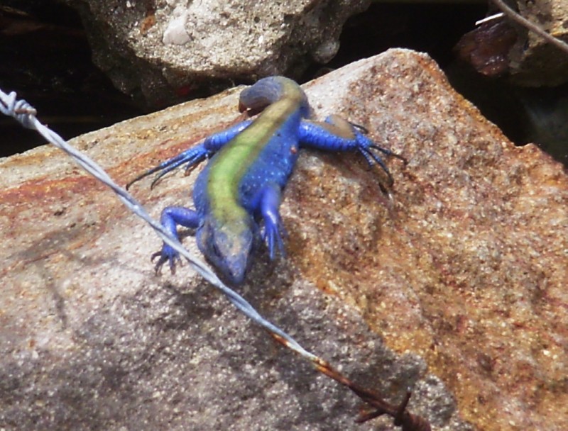Blue Lizard