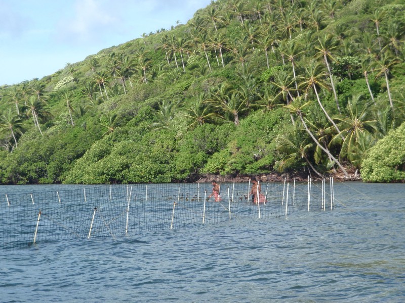 Conch Nursery