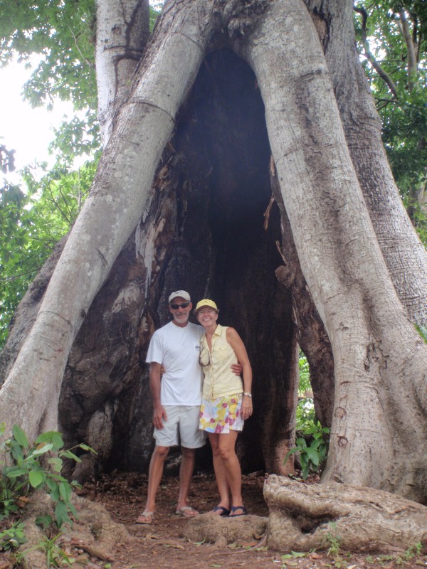 San Andreas Big Tree