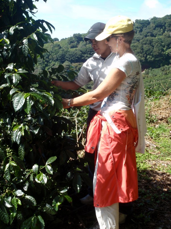 Coffee Plants