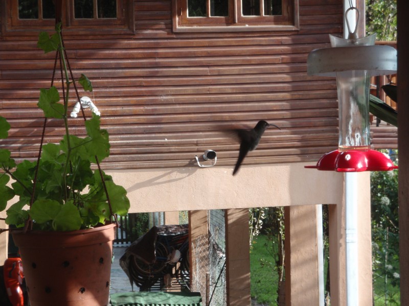 Los Quetzales Lodge
