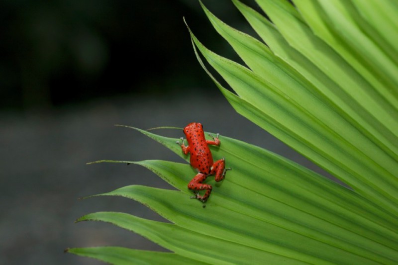 Red Frog
