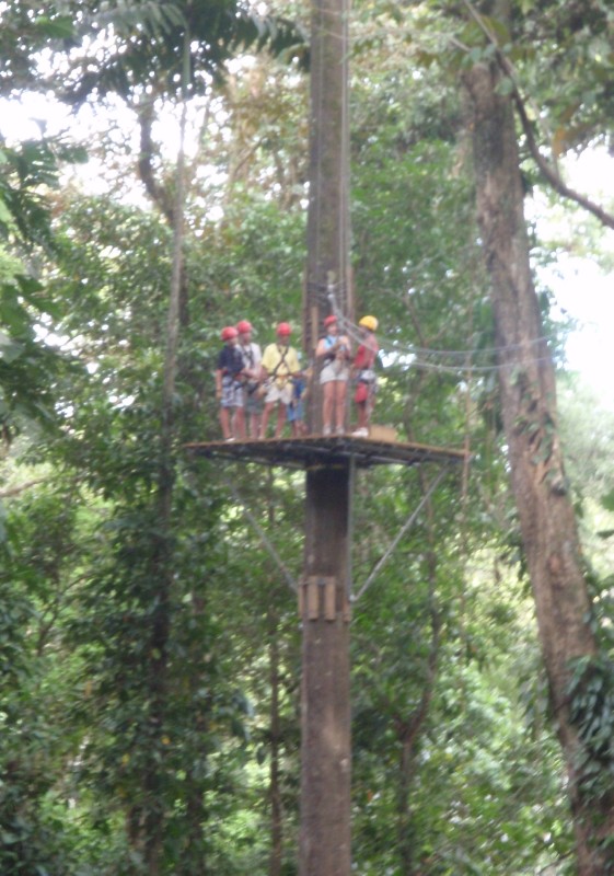 Tree Top Platform