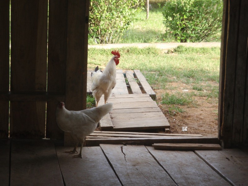 Nobody Here but us Chickens!