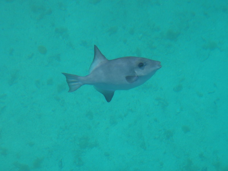 Bob the Trigger Fish