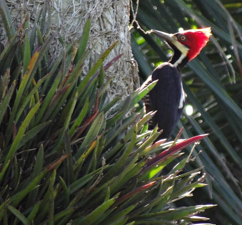 Still Pecking Away!  Shelter Bay Marina,  Colon,  Panama