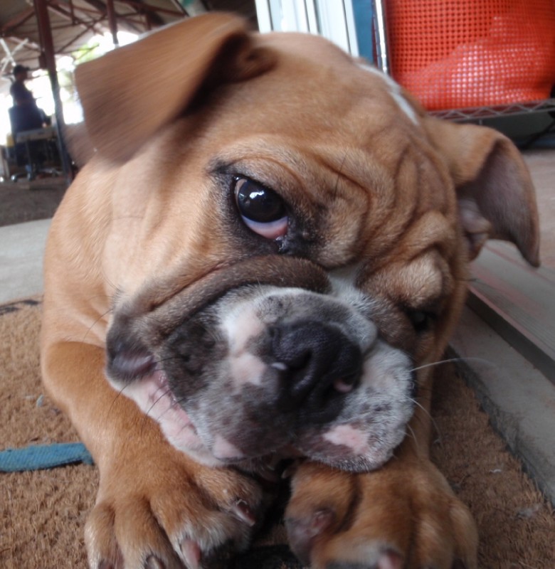Super Duper Cooper
