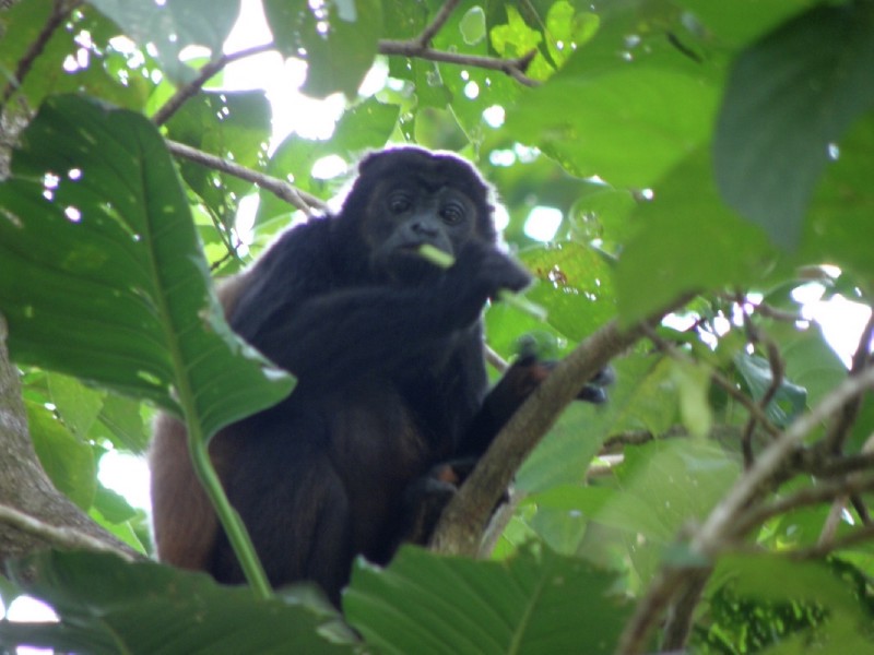 Howler monkey