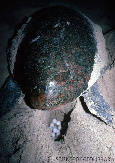 Loggerhead Turtle Laying Eggs