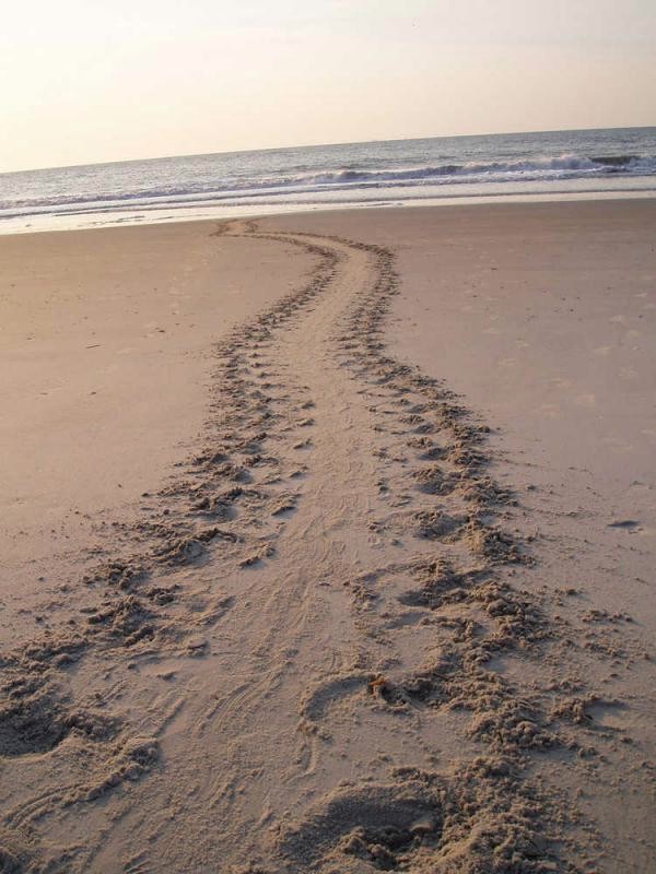Loggerhead Tracks