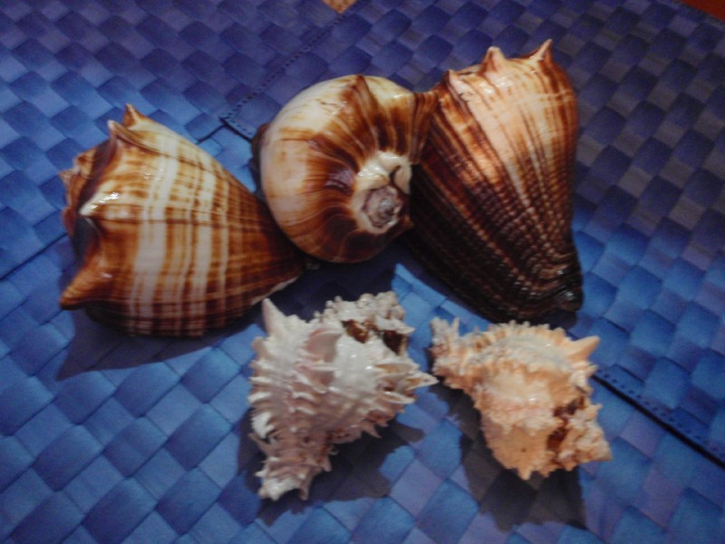 Beach Finds