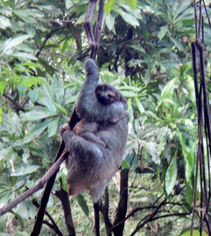 Mama and Baby Sloth