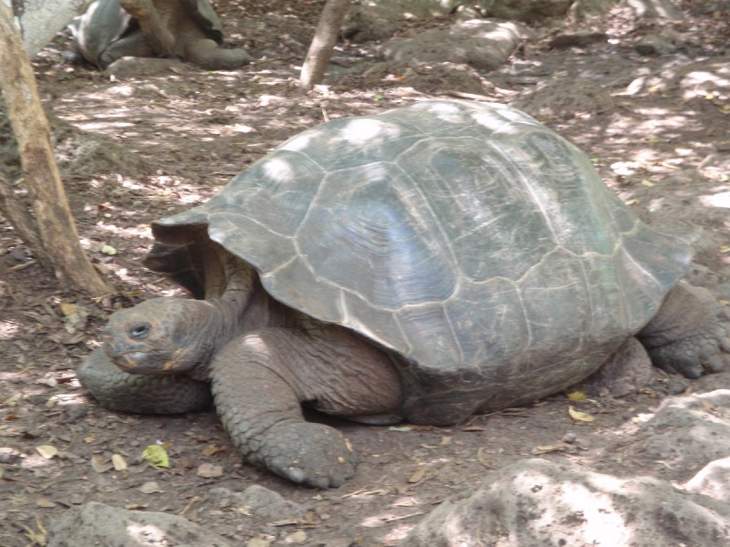Galapaguera