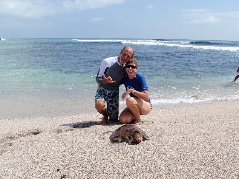 Sea Turtles
