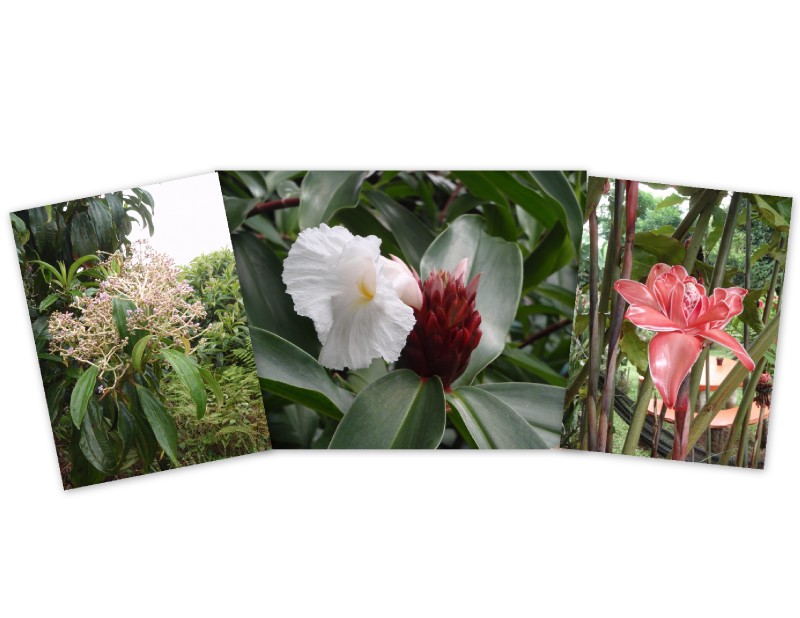 Galapagos Flora