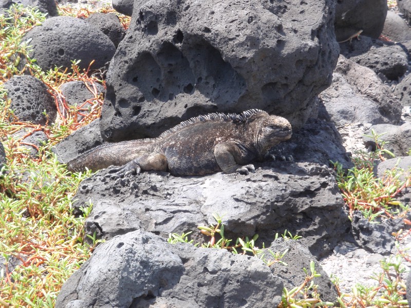 Iguanas