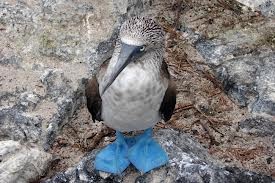 Blue Footed Booby