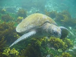 Sea turtle