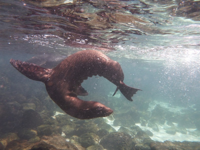 Island Hopping in the Galapagos