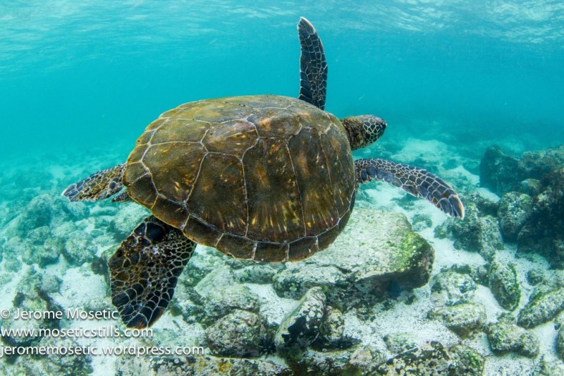 F. Sea Turtle Loberia