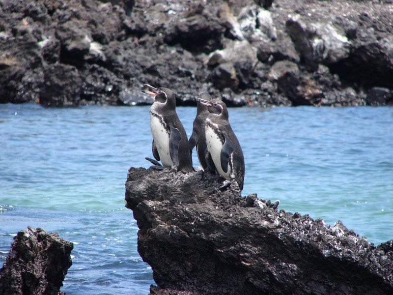 L. Penguins on Rocks 1