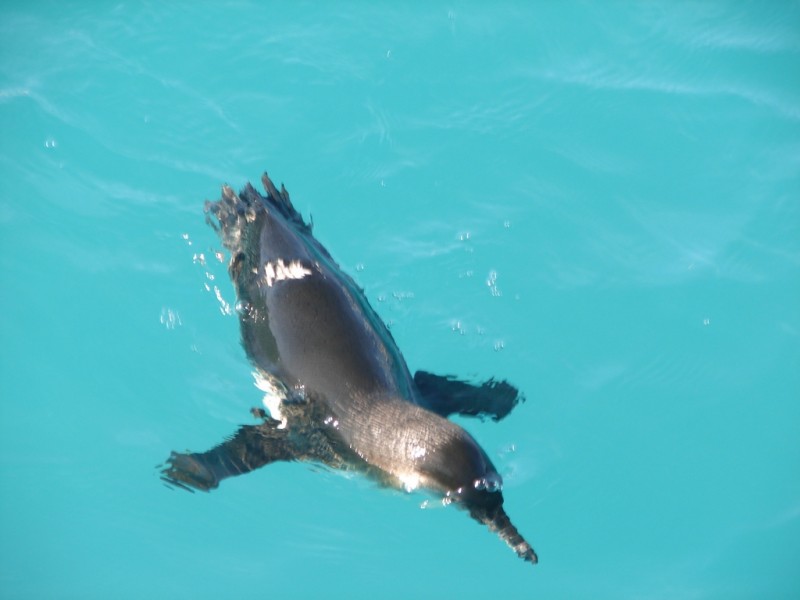 L. Penguins Swimming around the boat 2