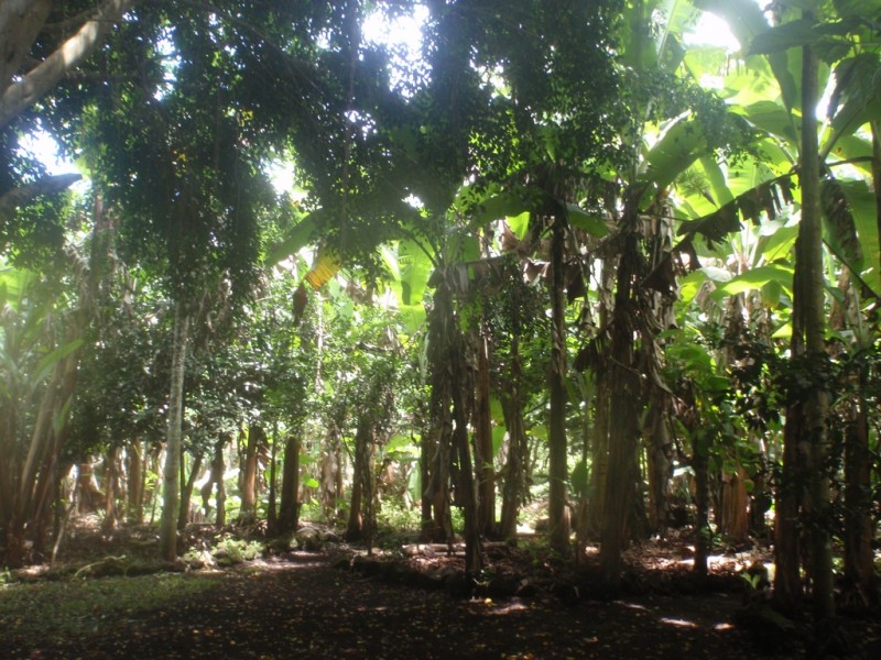 O. Banana Farm