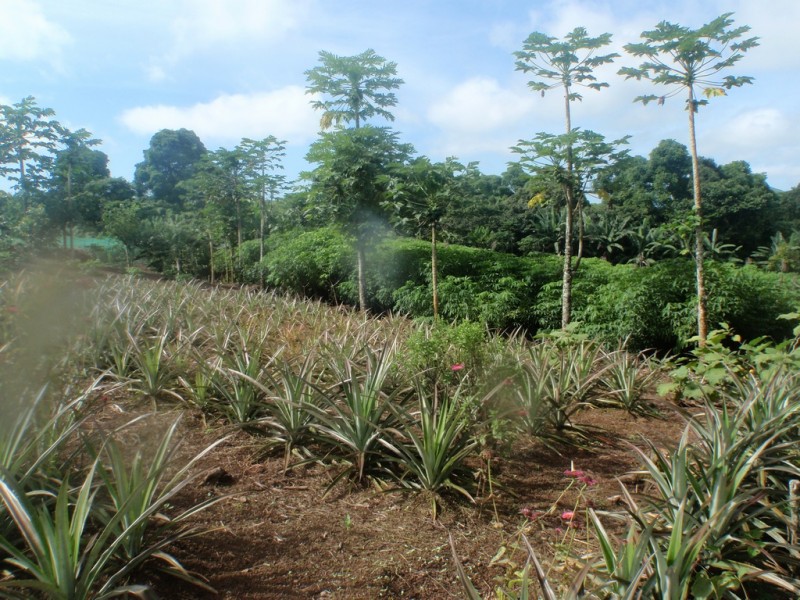 O. Finca for Fruits and Vegetable