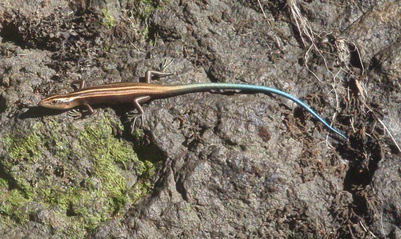 S. Rainbow Lizard