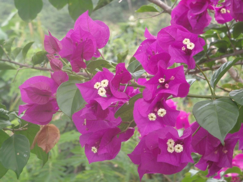 I. Bouganvilla Growing Wild