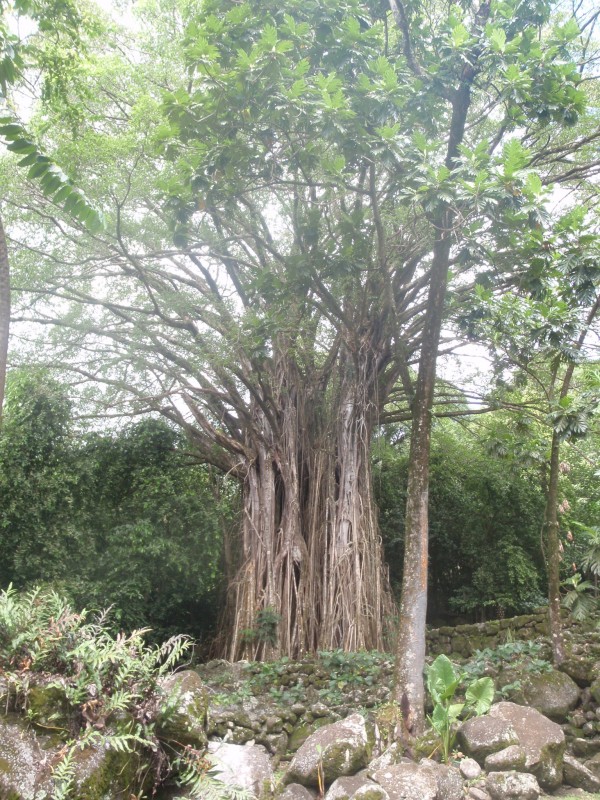 Sacred Banyan Tree