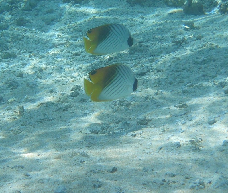 Apataki Underwater butterfly fish