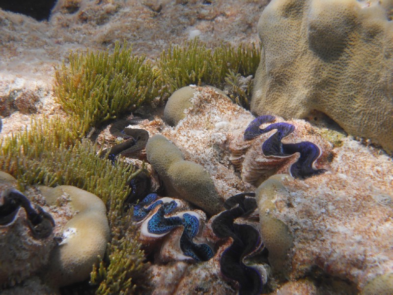 Apataki Underwater CLams