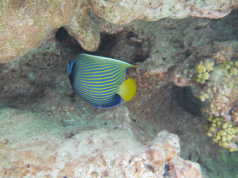 Q4. Apataki Underwater Angel Fish