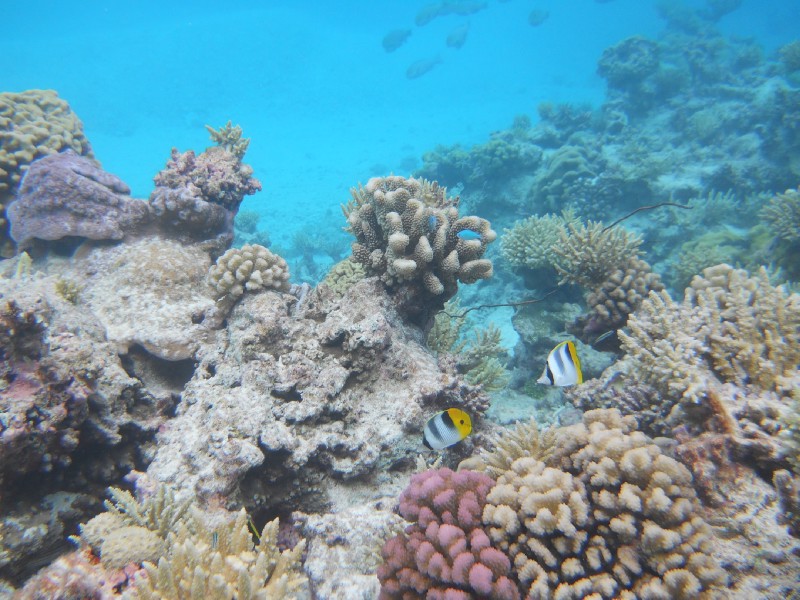 Apataki Underwater Tropical Fish