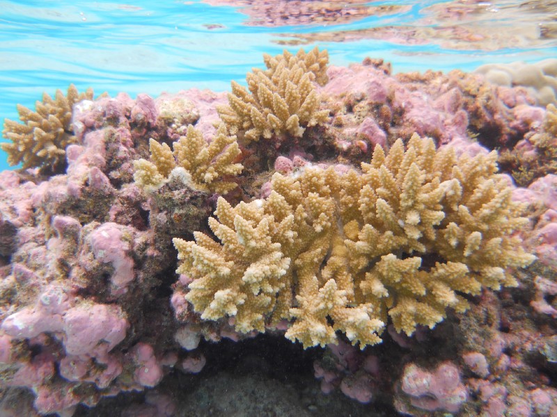 Apataki Underwater Coral