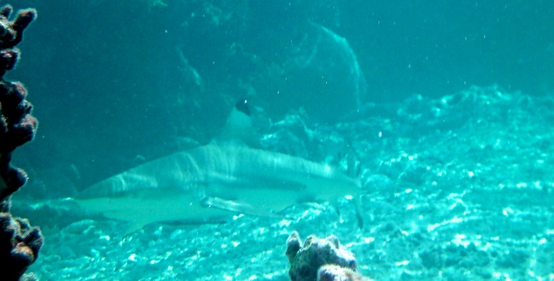 Black Tip Shark