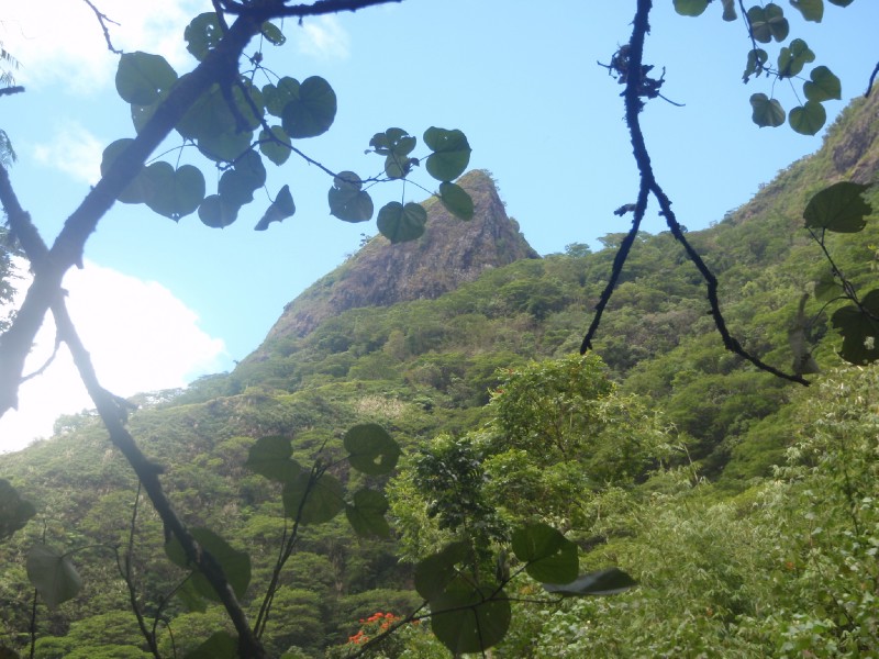 Tahiti View