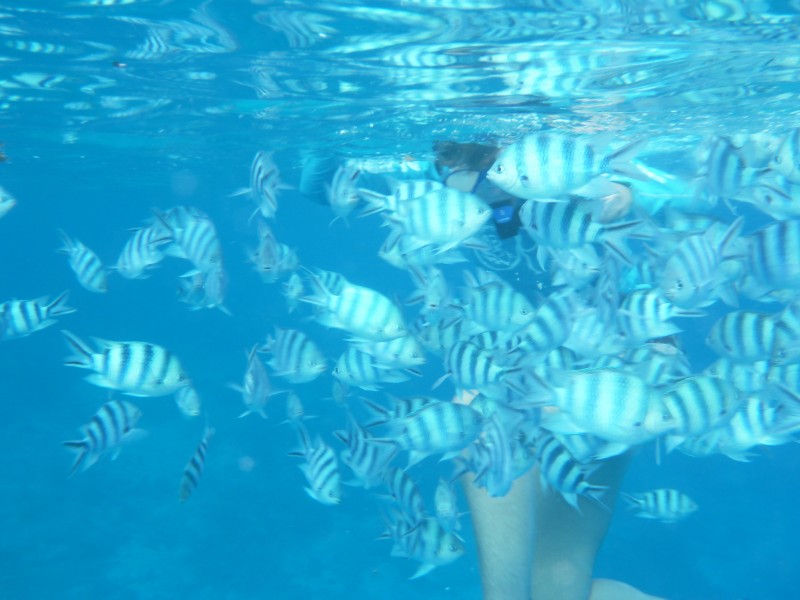 Fish Everywhere