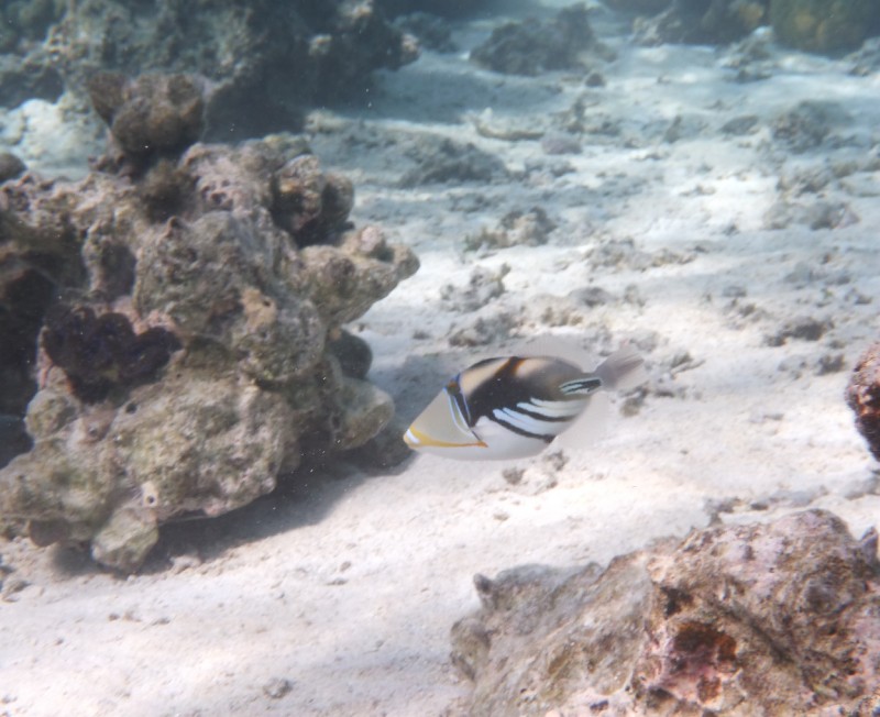 Polynesian Fish