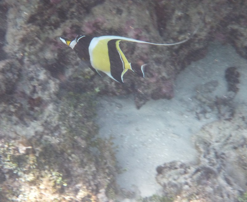 Pacific Fish