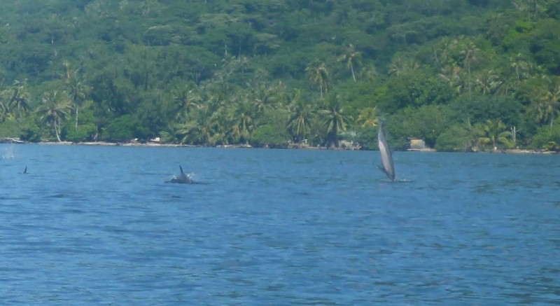 Moorea Greeting