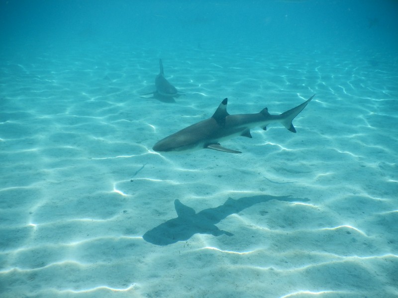 Sharks need to eat too!