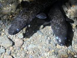 Blue Eyed eels