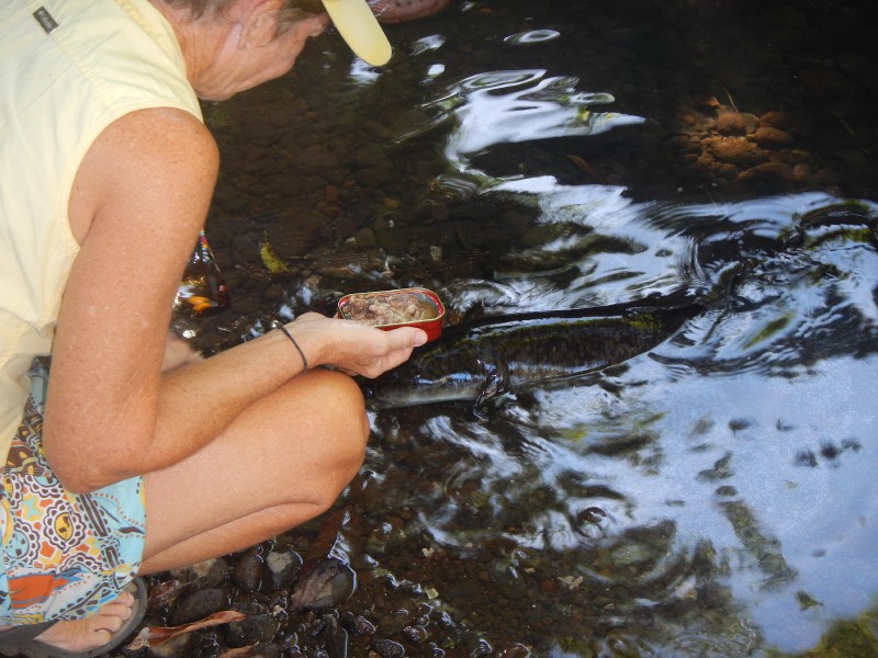 Feeding the Blue Eyed Eels