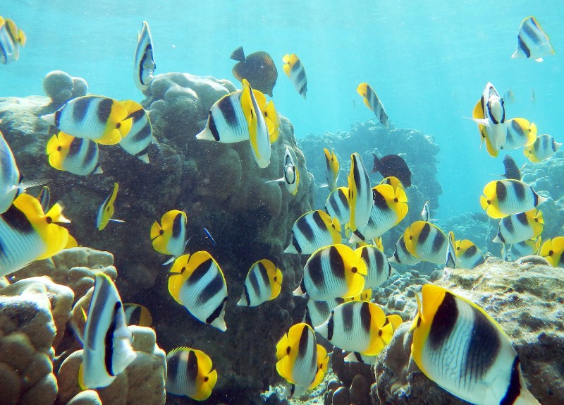 Pacific Butterflies