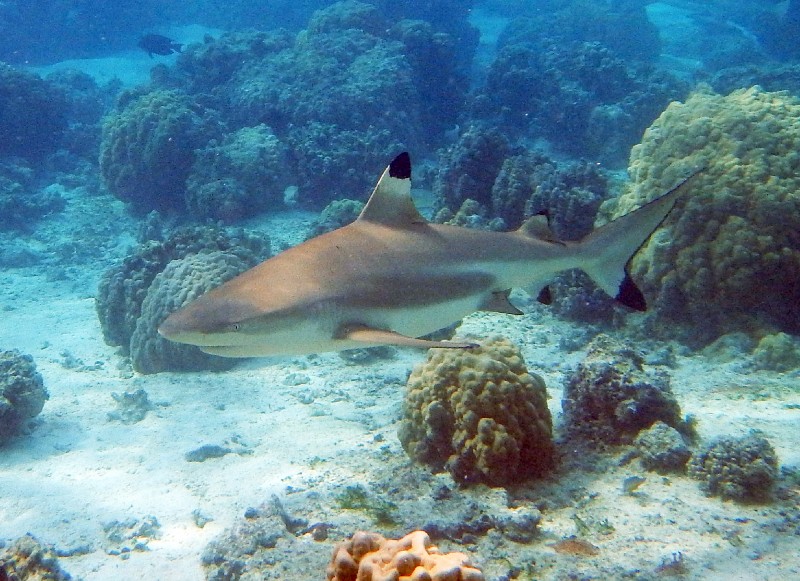 Black tip ReefShark