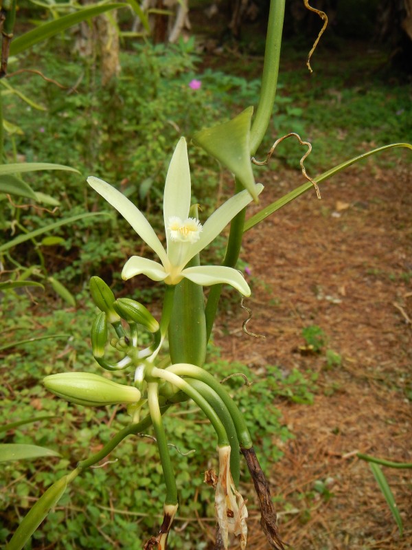 Tahaa Vanilla